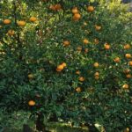 Watering Citrus Trees