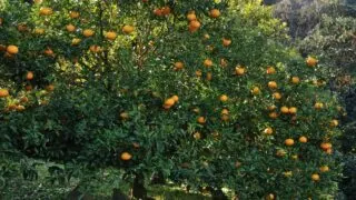 Watering Citrus Trees
