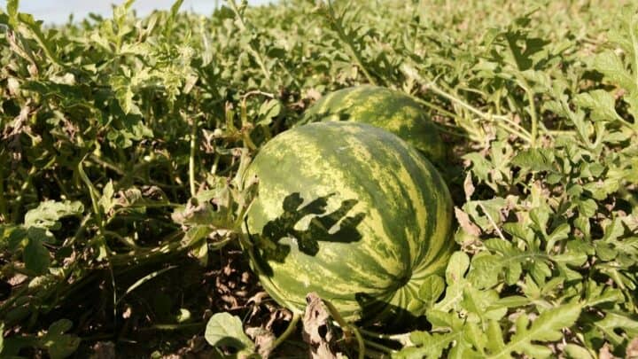 Best Fertilizers for Watermelons – A Buyers Guide 2023