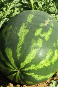 Watermelons need to be fertilized multiple times for the best results
