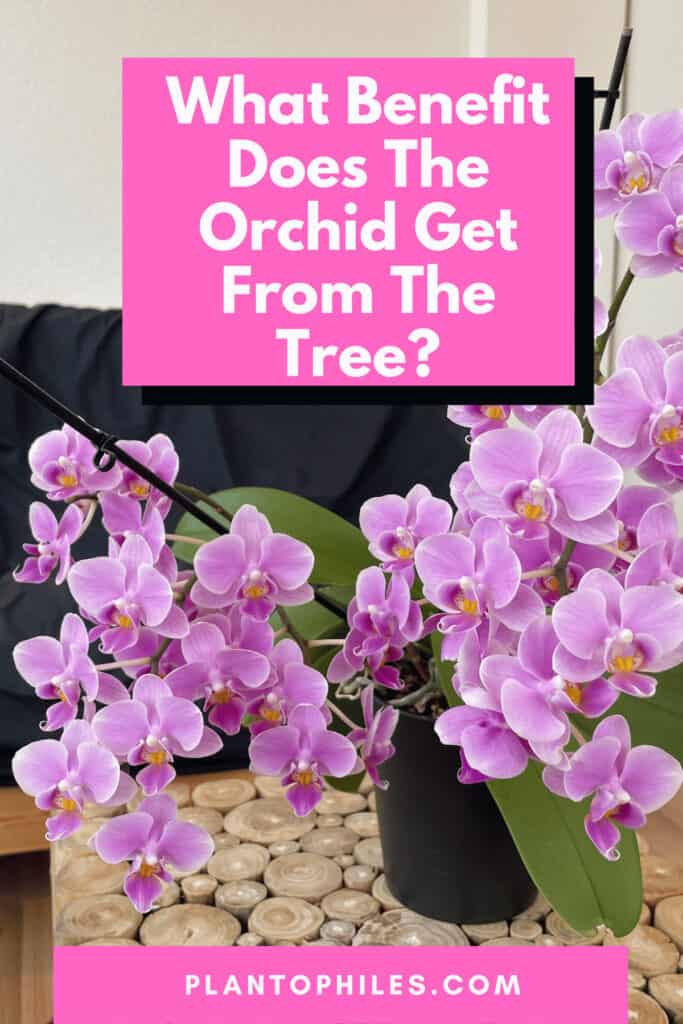 What Benefit Does The Orchid Get From The Tree?