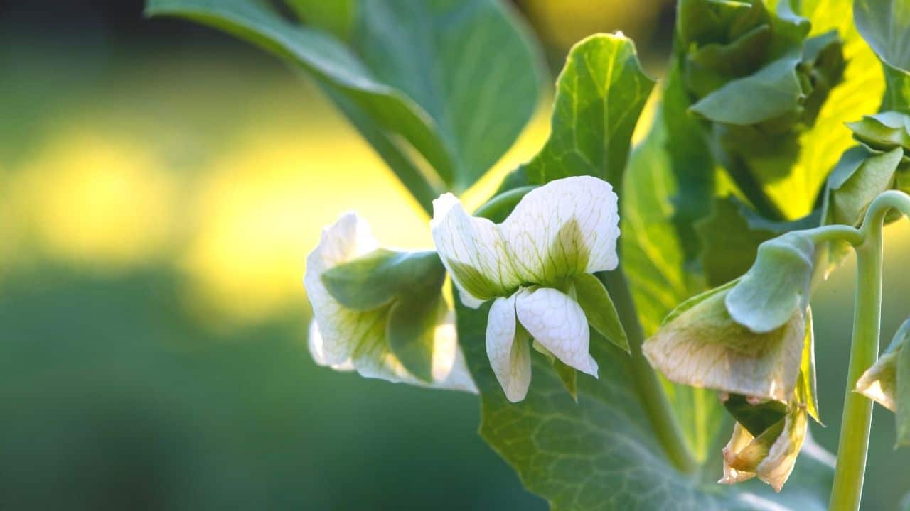 what is eating my pea plants