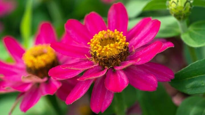 What is Eating My Zinnia Leaves? — 5 Worst Causes Revealed!