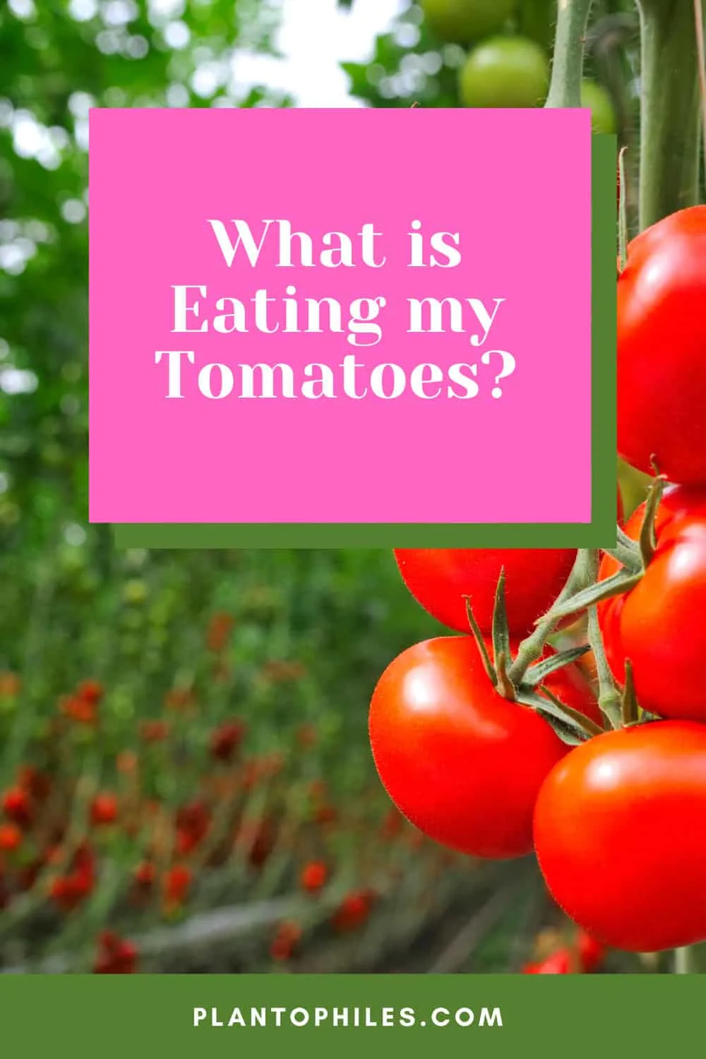 What is eating my tomatoes?