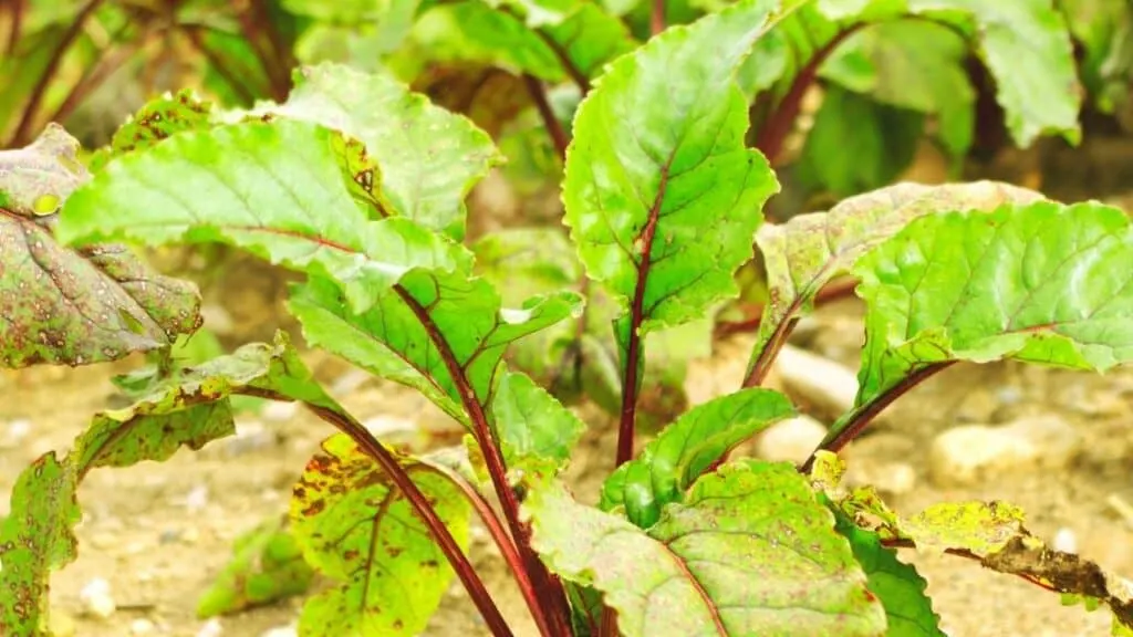 What to Plant in July - Beets