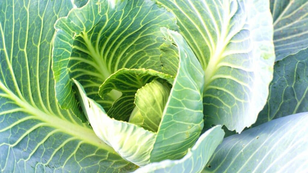 What to Plant in July - Cabbage
