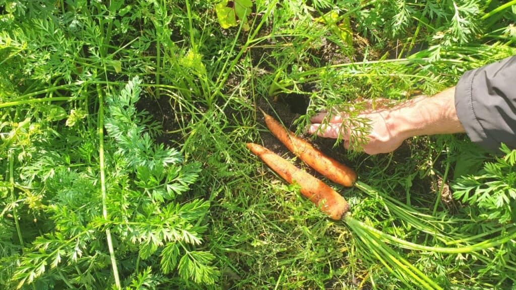 What to Plant in July - Carrots