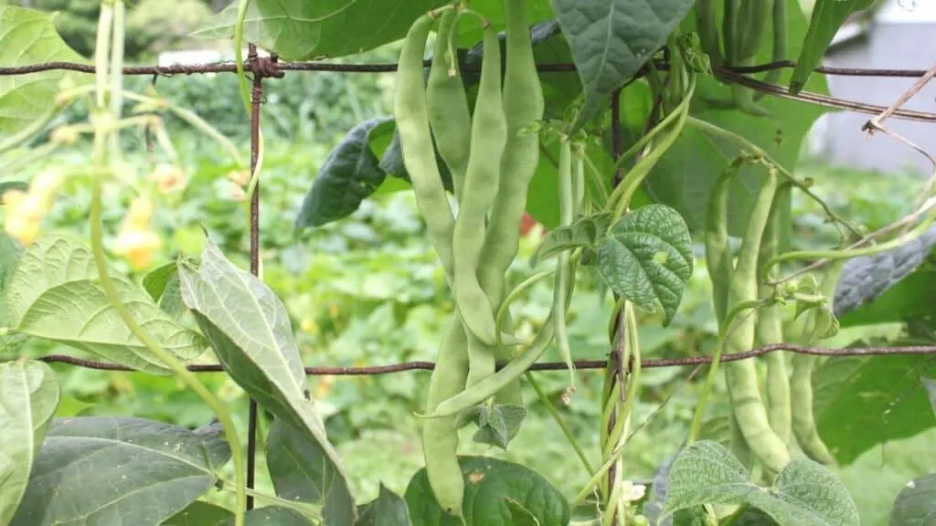 What to Plant in July Pole Beans