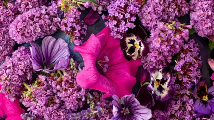 What to Plant in September &mdash; 18 Best Plant Choices