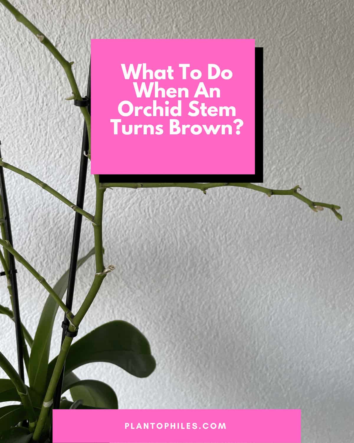 What to do when an orchid stem turns brown