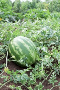 When fertilizing watermelons too much nitrogen (N) can lead to too much vine and foliage growth