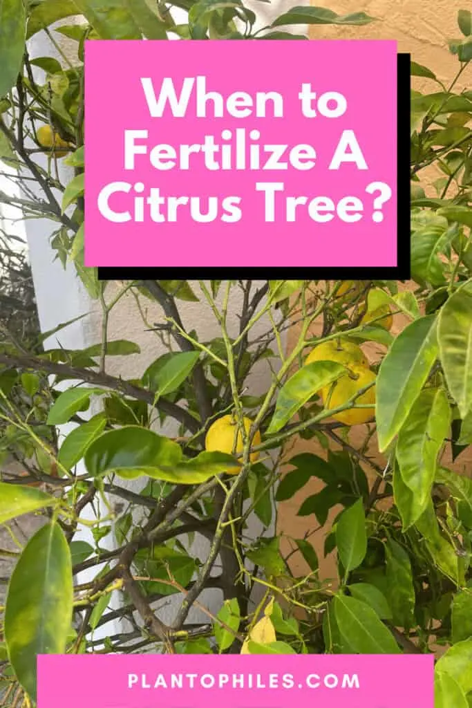 When to Fertilize A Citrus Tree?