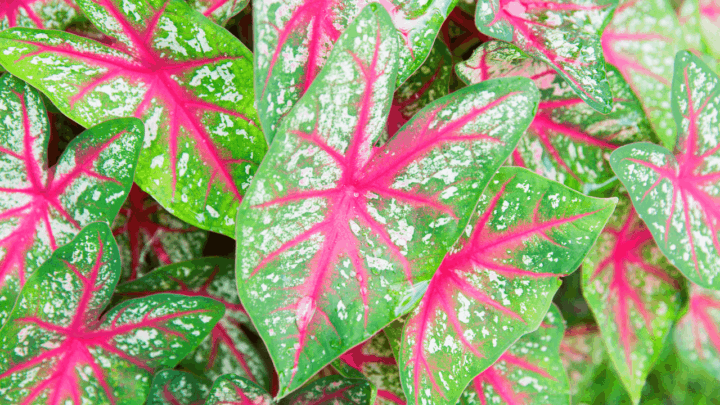 When to Plant Caladium Bulbs? The Answer!