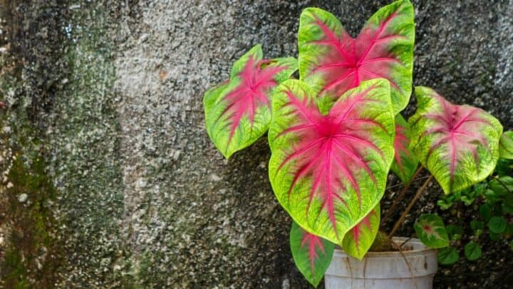 Where to Plant a Caladium? Oh, There!
