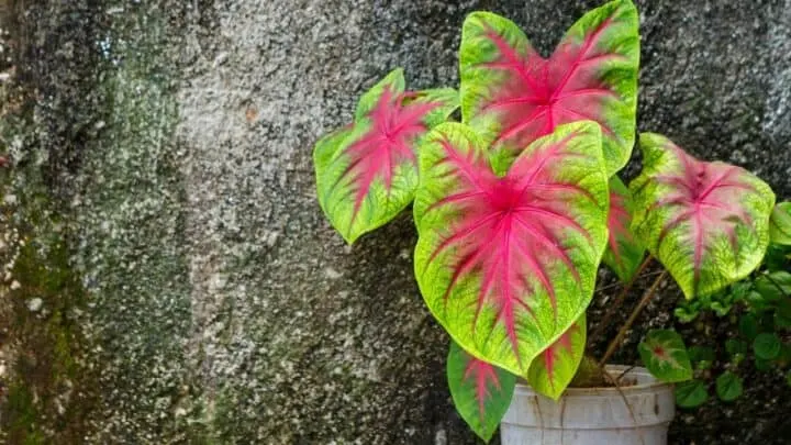Where to Plant a Caladium? Oh, There!