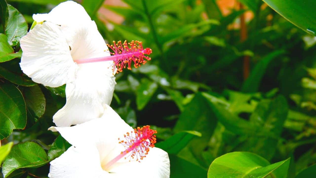 White Hibiscus Care