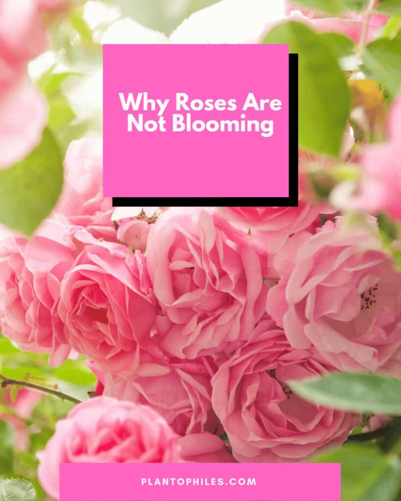Why Roses Are Not Blooming