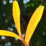Yellow Orchid Leaves