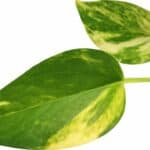 Yellowing Pothos Leaves
