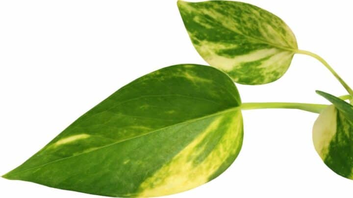 Why Are Pothos Leaves Turning Yellow? I See!