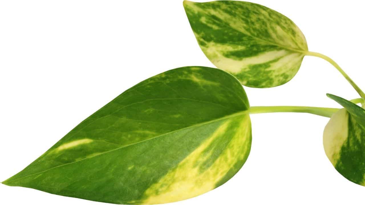 Yellowing Pothos Leaves
