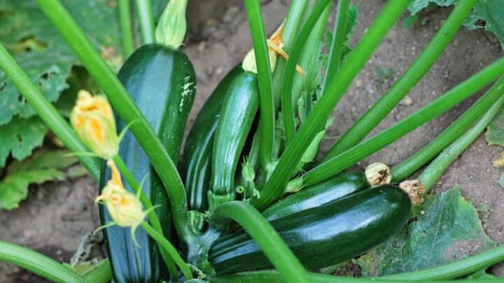 Zucchini Stem Rot – Identification, Control, Prevention