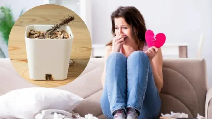 5 Tell-tale Signs that Your Cactus is Dead &mdash; Revealed!