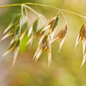 After strawberries one can plant oats