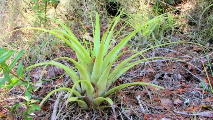 Why is My Air Plant Dying? 7 Reasons One Should Know