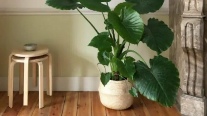 Alocasia Gageana Care &ndash; A Must-Have Gardener&rsquo;s Guide