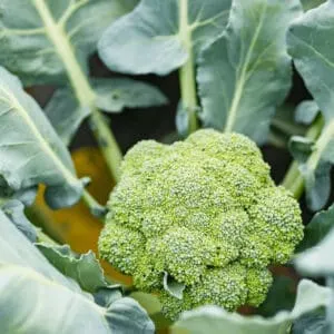 Alternatively broccoli can be planted right after harvesting strawberries