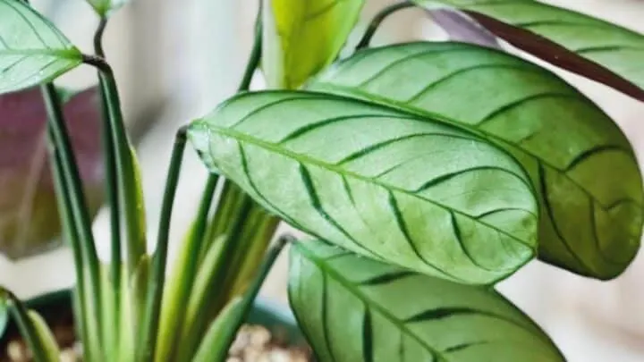 Amagris Ctenanthe Care &ndash; A Definitive Guide