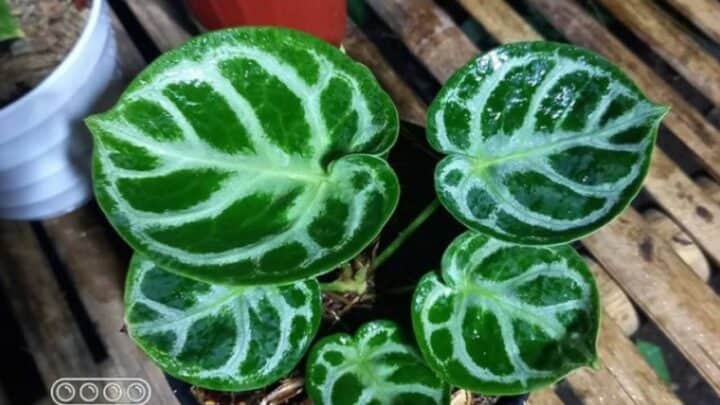 Anthurium Dorayaki Plant Care – A Gardener’s Friendly Guide