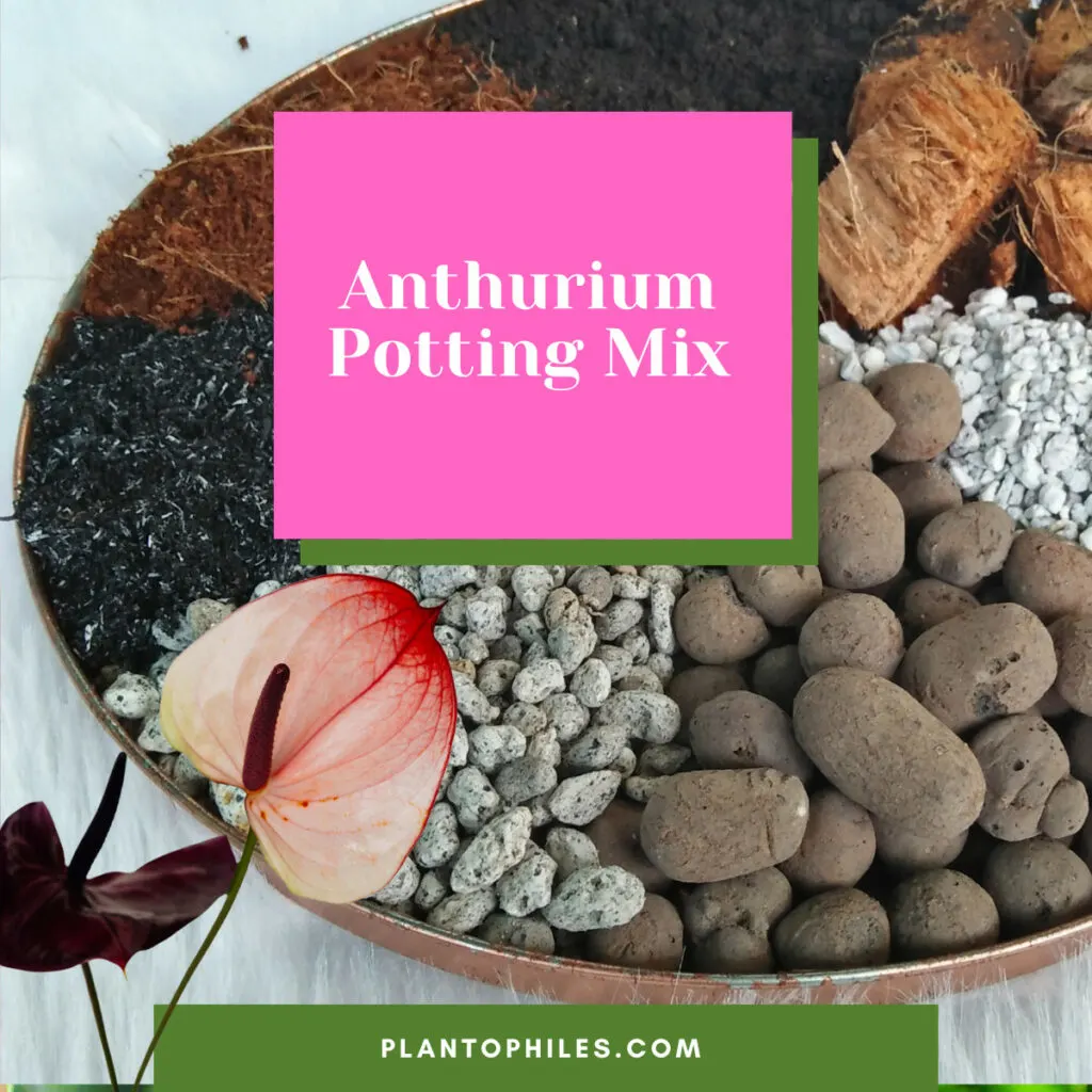 Anthurium Potting Mix