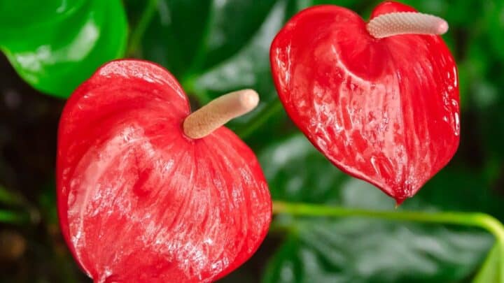 How to Grow Anthurium – A Detailed Beginner’s Guide
