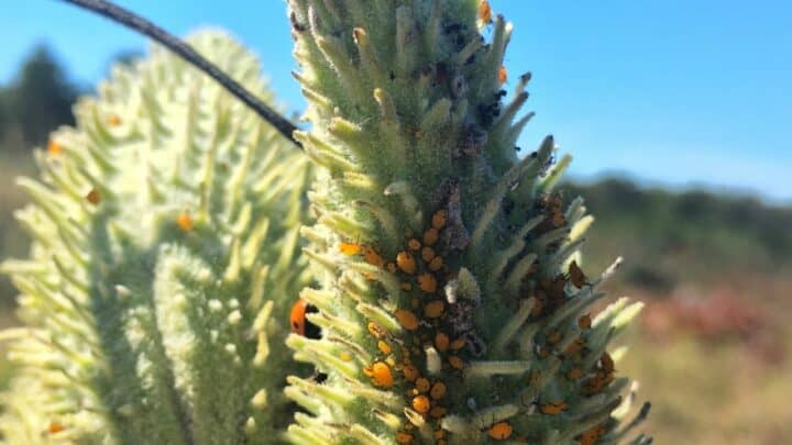 Aphids on Milkweed — Identification, Control, Prevention