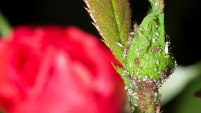 Aphids On Roses — Here's How To Get Rid Of Them