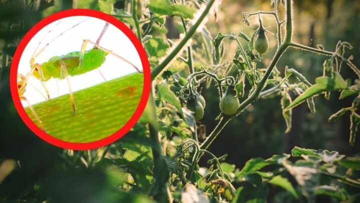Aphids on Tomato Plants: Identification, Control, Prevention