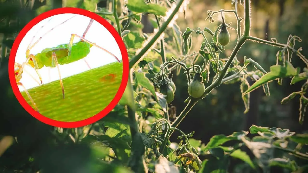 Aphids on Tomato Plants Updated