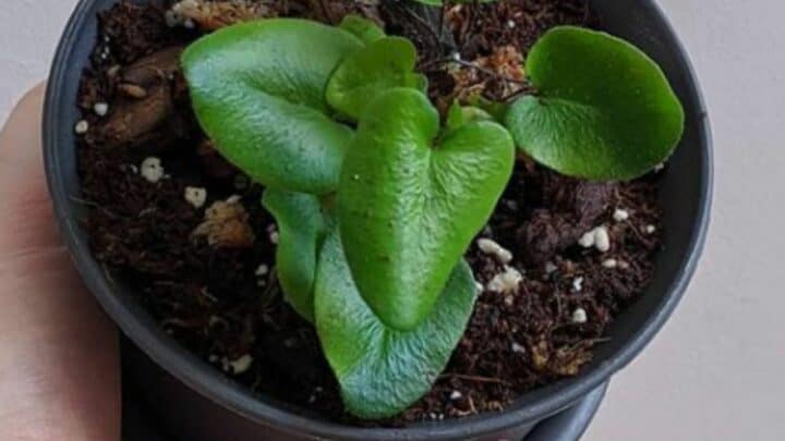 Arifolia Hemionitis Plant Care -Your Must-Read Guide
