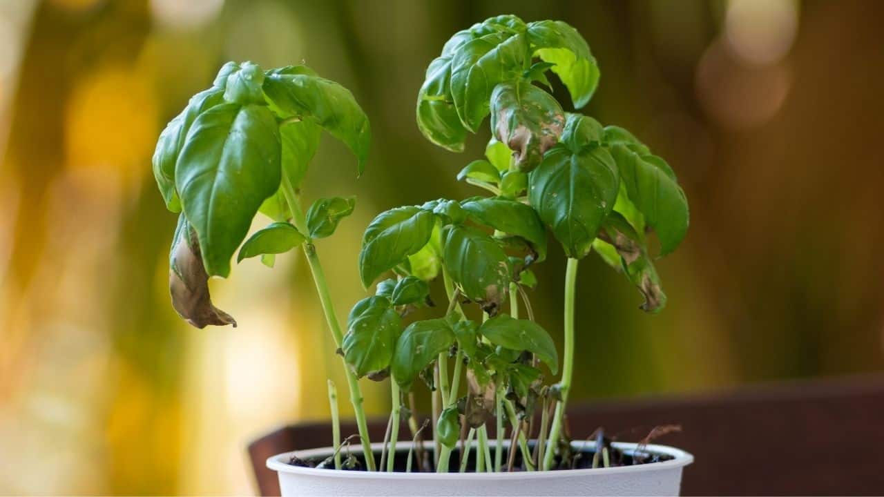 Why is My Basil Dying What Should I Do