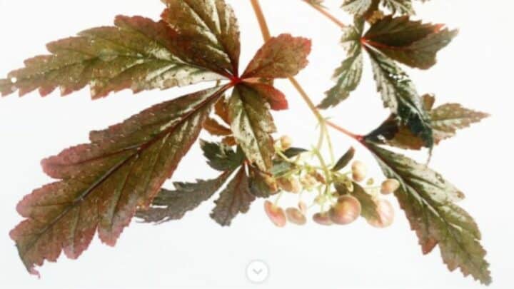 Begonia Polilloensis Care – A Definitive Guide