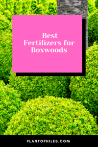 Best Fertilizers for Boxwoods