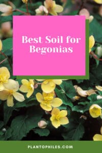 Best Soil for Begonias