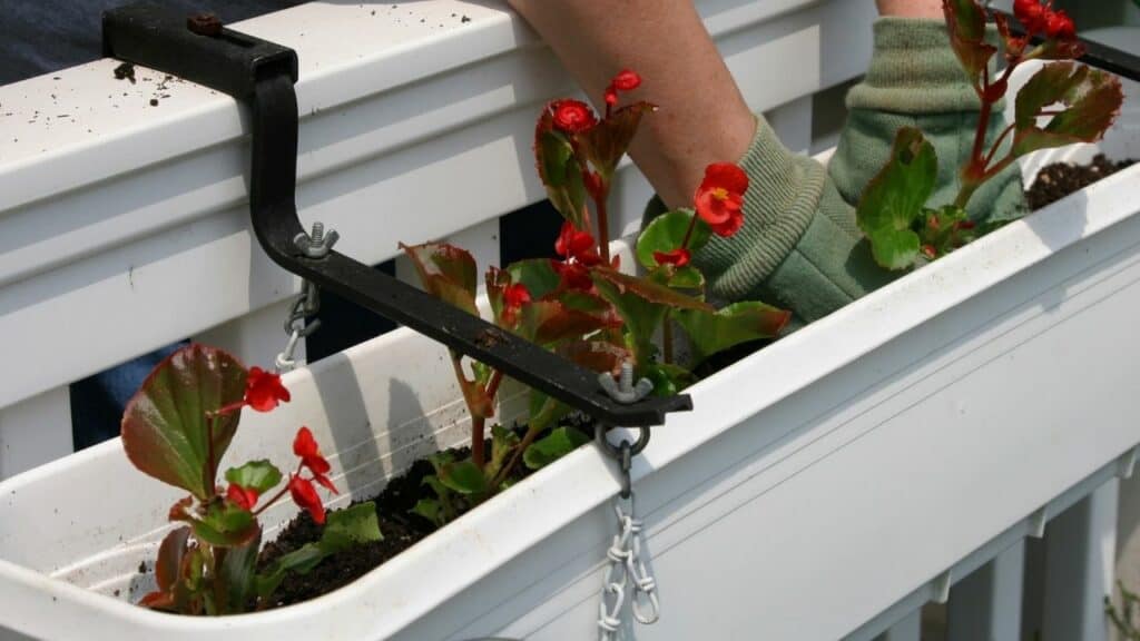 Best Soil for Begonias — Here is the Answer!