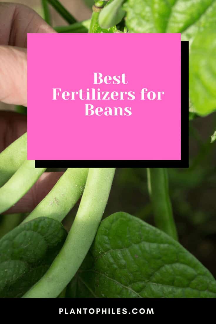 Best fertilizers for beans