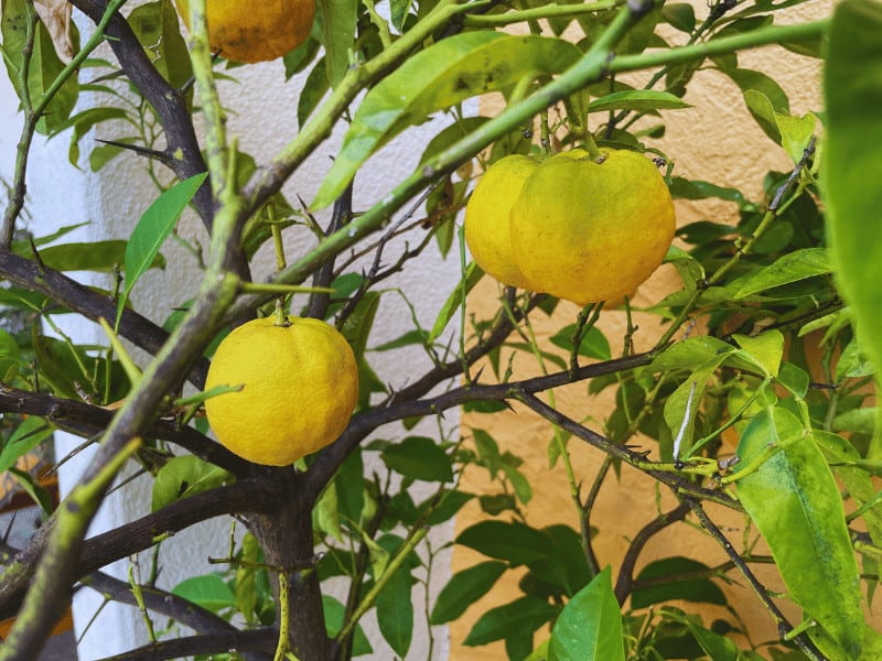 Bitter orange citrus tree in my garden. I grow it in a pot and take it indoors in winter