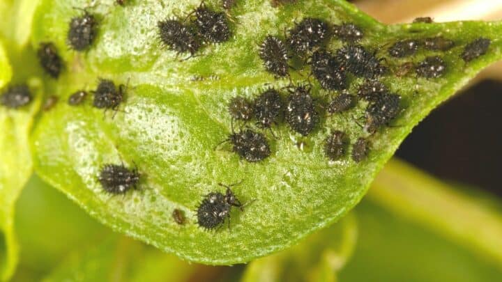 Black Aphids ― Identification, Control and Prevention