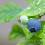 Blueberry Watering Needs