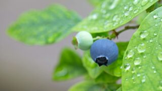Blueberry Watering Needs